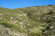 Padded brushwood (Cytisus oromediterraneus and Juniperus communis) near Hornillo Stream, in Guadarrama Mountains National Park, Spain