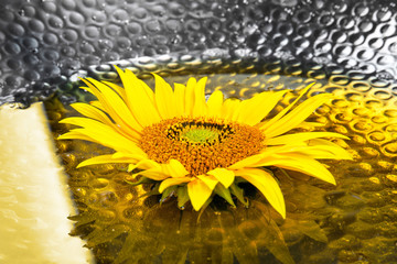 Beautiful sunflower in bowl with cooking oil, closeup