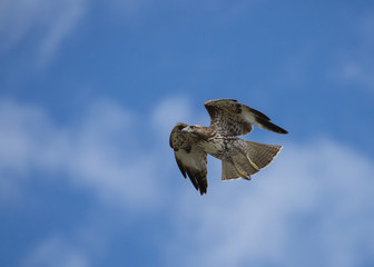 Red tailed hawk with wings on the up beat