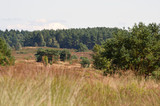 Fototapeta Sawanna - Lüneburger Heide