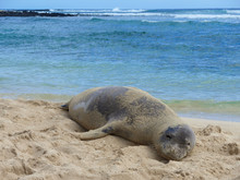 A Hawaiian Monk Seal Is Lying At Poipu Beach On The Hawaiian Island Of Kauai 3x