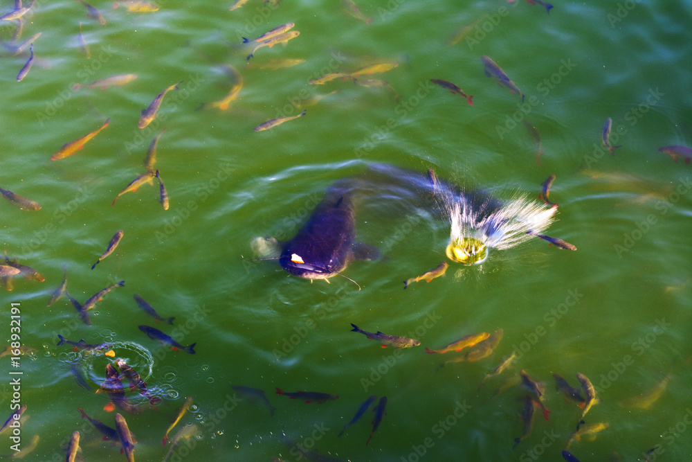 Stock-Foto „Fish catfish and ide live in ponds to cool the Chernobyl ...