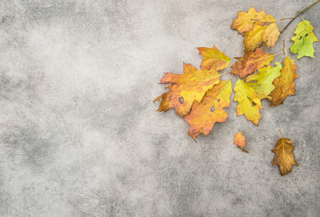 Canvas Print - yellow red oak leaves concrete stone texture autumn background
