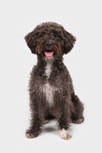 Black Schnoodle Schnauzer Poodle Mix Dog Sitting Isolated On White