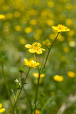 Fototapeta Kwiaty - Yellow Wildflowers