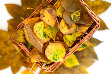 Wall Mural - Straw basket with yellow and brown autumn leaves still life