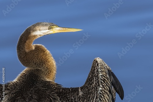 Fotografia, Obraz Australasian Darter (Anhinga novaehollandiae) photographed at Highlands Lake Cra