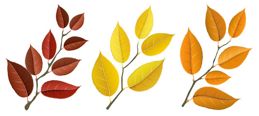 Autumn leaf branch set in orange, yellow and red colors, isolated on white, for autumn design and decoration. Realistic vector illustration.