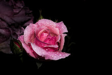Beautiful Pink Rose With Water Drop Isolated On Black Background