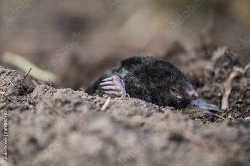 A curious mole sticking his nose out in the light in garden Poster