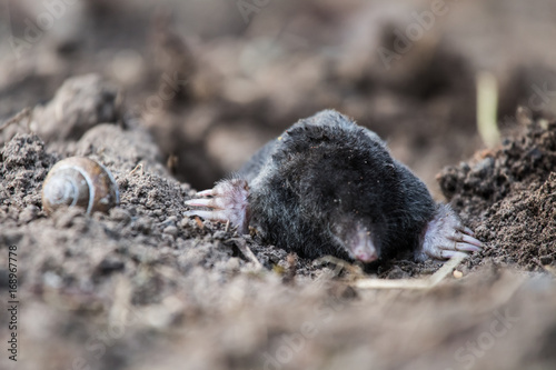 A curious mole sticking his nose out in the light in garden Poster