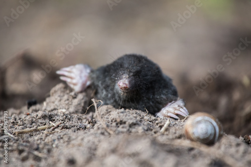 A curious mole sticking his nose out in the light in garden Poster