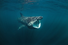Basking Shark, Cetorhinus Maximus, Coll Island, Scotland