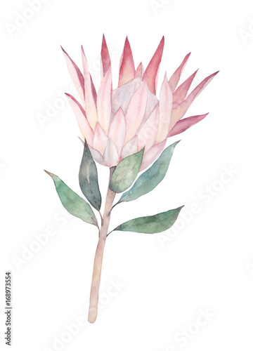 Exotic flower. Watercolor protea. Hand drawn illustration
