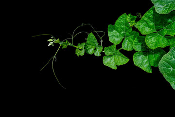 Poster - Pumpkin green leaves with hairy vine plant stem and tendrils on black background.