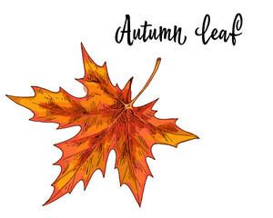 autumn yellow orange maple leaf isolated on white background. vector illustration