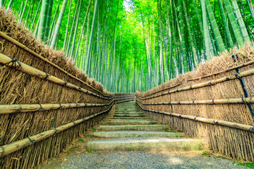  京都 竹林