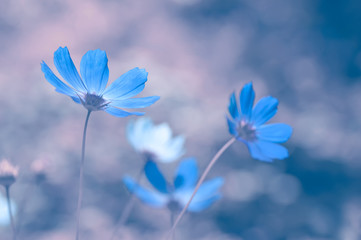 Wall Mural - blue flowers with delicate toning on a beautiful background. soft selective focus.