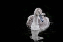 Baby Swan, Cygnet