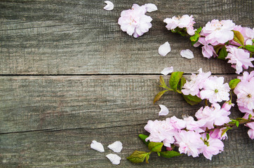  Spring sakura blossom