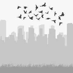 Wall Mural -  isolated silhouette of flying birds on city background