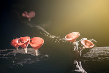 Red Mushrooms With Orange Light