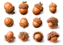 Dried Acorns Isolated On The White Background