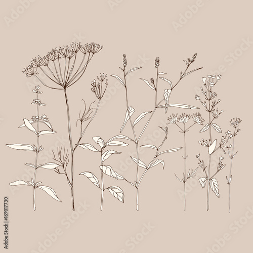 Dekoracja na wymiar  dzikie-ziola-i-kwiaty-szkic-rysunek-wektorowa-ilustracja-botaniczna-z-recznie-rysowanymi-dzikimi-roslinami
