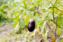 Growing The Organic Eggplants (aubergine, Or Solanum Melongena). Fruit In The Vegetable Garden. Close-up.