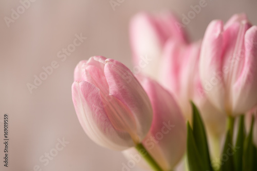 close-up-of-pink-and-white-tulips-bouquet