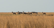 Deer With Doe And Fawns In The Steppe At Sunset. Selective Focus.