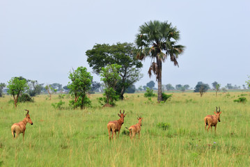 Wall Mural - lelwel hartebeest antelopes, uganda