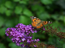Painted Lady (Vanessa Cardui)  Feeding On Butterfly Bush (Buddleia Davidii), New York USA