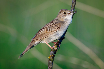 Poster - Grasshopper Warbler (Locustella naevia)