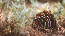 Close Up Of Pine Cone On The Ground