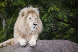 Fototapeta Góry - King of the White Lion