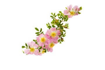 Poster - dog-rose flowers