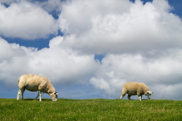 Two sheep grazing on a the green slope of a dike under a blue sky with white clouds