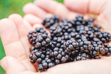 Wall Mural - handful of fresh blackberries in the girl's hands