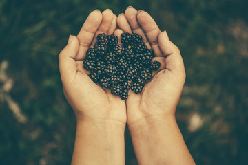 Wall Mural - Fresh black blackberries in girl's hands, top view