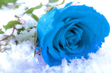 The One That Got Away And Forbidden Love Concept, With A Blue Rose (the Symbol Of Forbidden Lovers) In Frozen Snow Covered In Water Droplets And Dew
