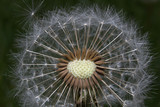 Fototapeta Dmuchawce - Close up of a round dandelion, with some seeds missing to expose a circle of the creamy white center.  Seeds are shown in great detail, with their feathery parachutes creating a white fluffy circle