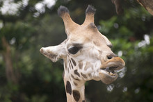Giraffe Face Close Up