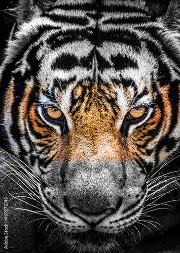 Plakat Oczy tygrysa, koloru i czarno-białe.