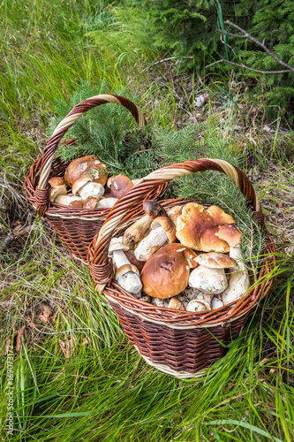 Корзина с грибами фото