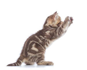 Playful Scottish Straight kitten side view isolated on white background