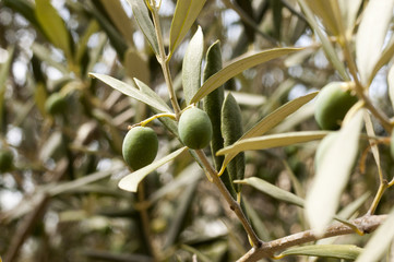olive branch