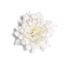 White Chrysanthemum Flower On A White Background