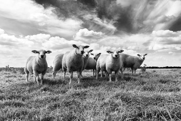 Dutch Landscape Eempolder