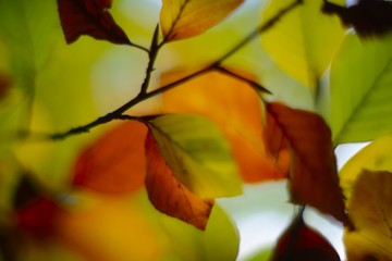 Autumn colorful leaves background, soft focus